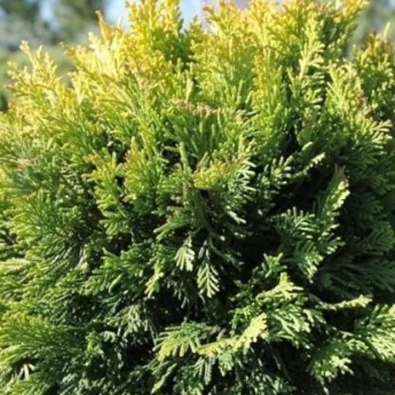 Cypřišovec Leylandův 'Gold Rider' 2,5 litru-0