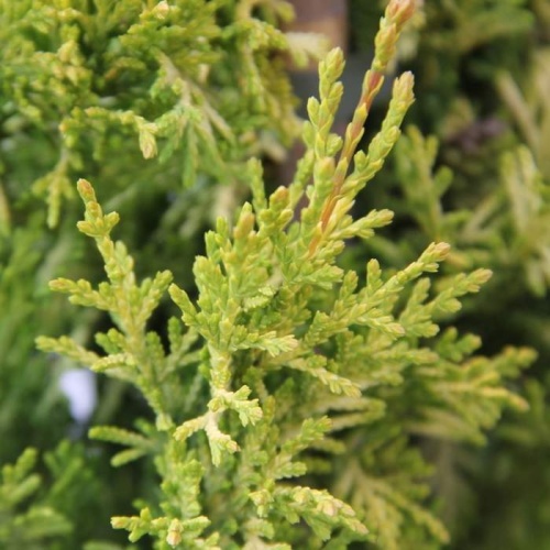 Vzrůstné jehličnany - Cypřišovec Leylandův 'Gold Rider' kmínek 1/2, 35 litrů