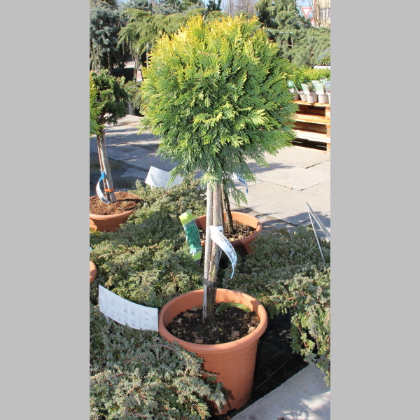 Cypřišovec Leylandův Gold Rider kmínek, květináč 9 litrů-0