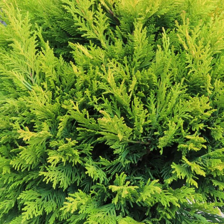 Zakrsle rostoucí jehličnany - Cypřišovec Leylandův Gold Rider květináč 55 litrů, bonsai