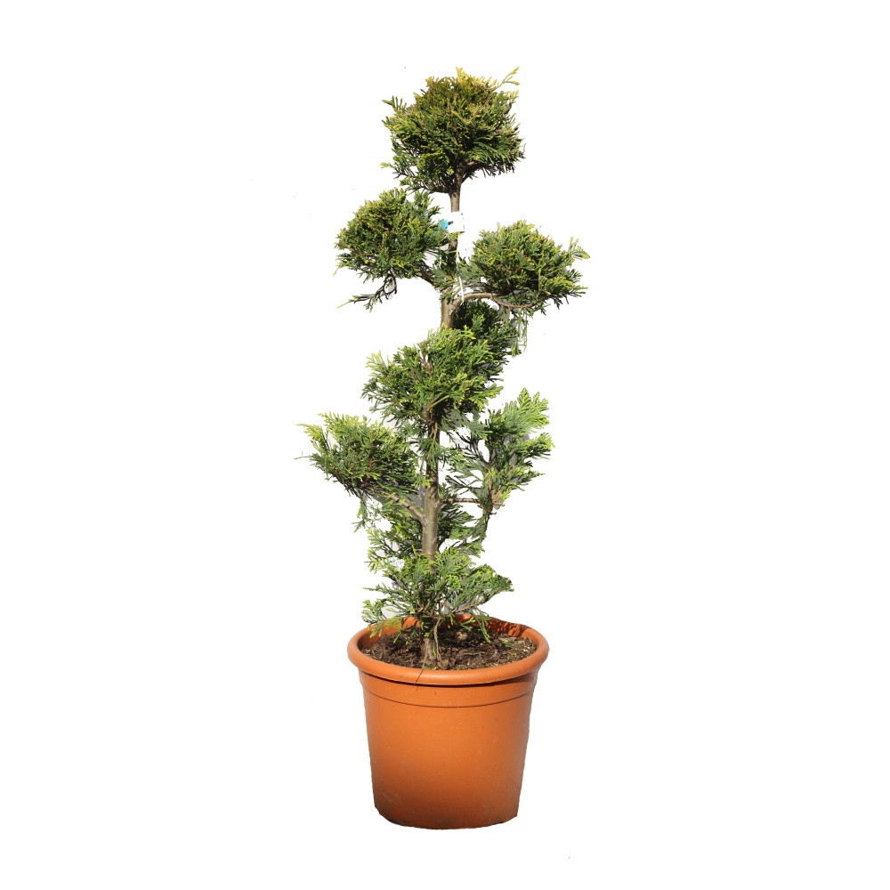 Vzrůstné jehličnany - Cypřišovec Leylandův Gold Rider květináč 9 litrů, pompon