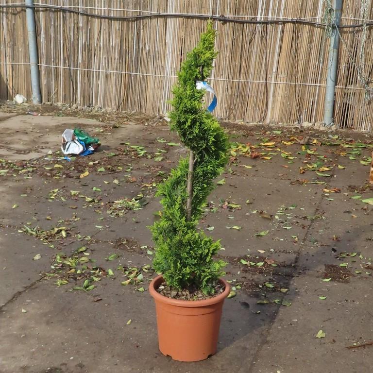 Jehličnany - Cypřišovec Leylandův Gold Rider květináč 9 litrů, spirála