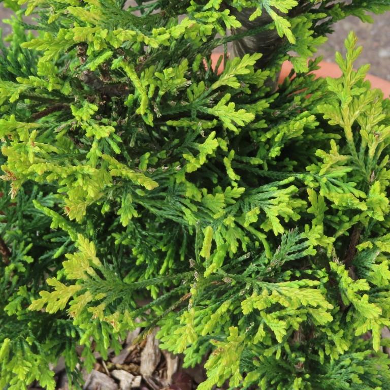 Cypřišovec Leylandův Gold Rider květináč 9 litrů, spirála-0