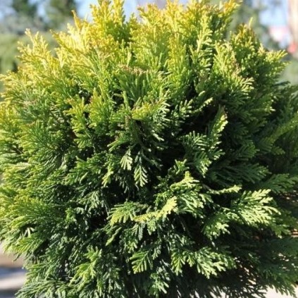 Vzrůstné jehličnany - Cypřišovec Leylandův Gold Rider výška 125/150cm, květináč 15 litrů