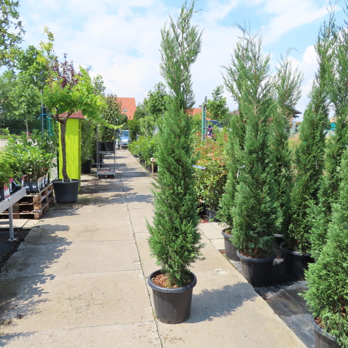 Rostliny - Cypřišovec Leylandův 'Pyramidalis' 200+