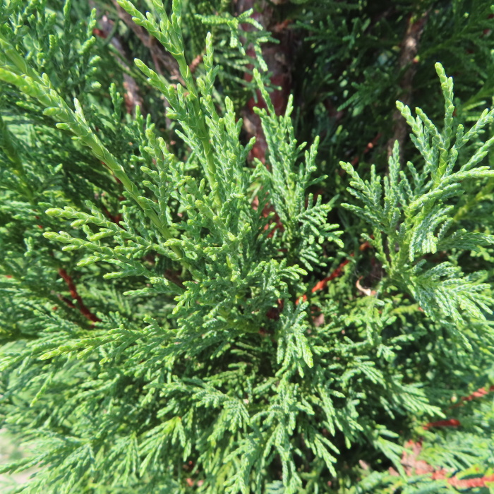 Cypřišovec Leylandův 'Pyramidalis' 200+-0