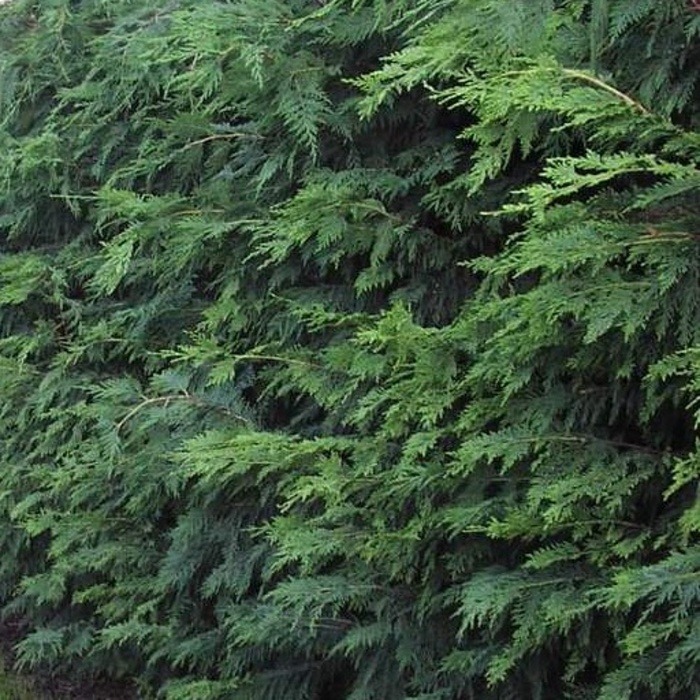 Jehličnany pro živé ploty - Cypřišovec Leylandův výška 125/150cm, květináč 12 litrů