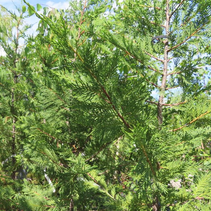 Rostliny - Cypřišovec Leylandův výška 350/400cm, květináč 55 litrů