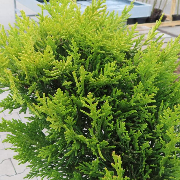 Jehličnany - Cypřišovec Leylandůvi 'Gold Rider', květináč 35 litrů, bonsai