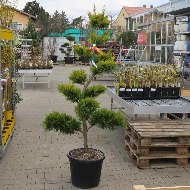 Cypřišovec Leylandůvi 'Gold Rider', květináč 35 litrů, bonsai-0