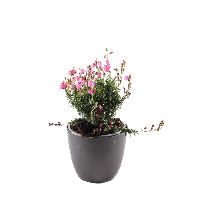 Dabécie kantabrijská mix květináč 10,5cm-1