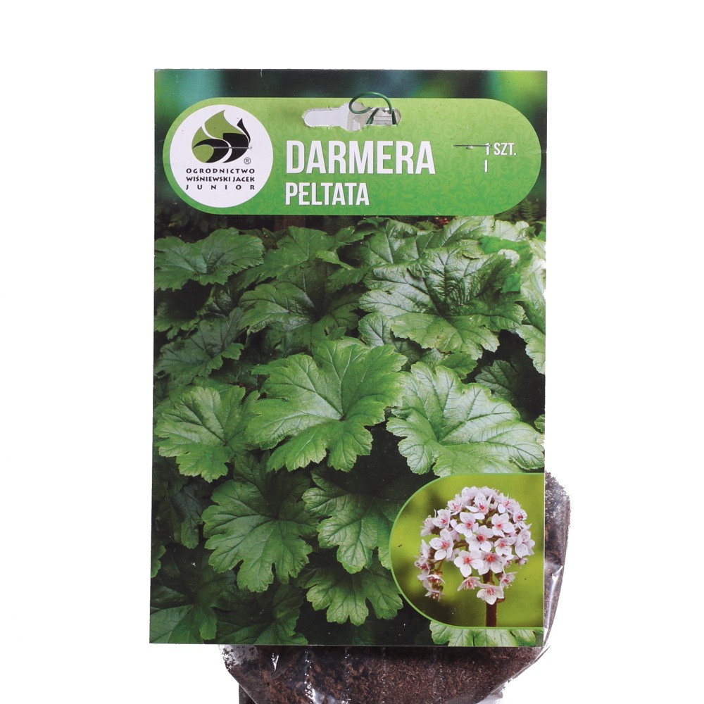 Ostatní jarní cibuloviny - Darmera štítnatá 1ks