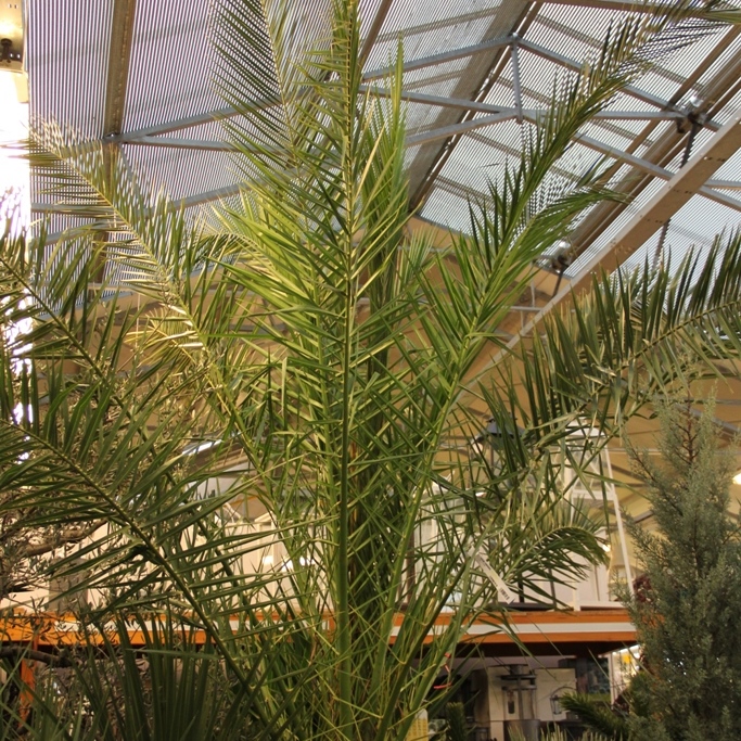 Nádobové květiny - Datlovník kanárský 200cm