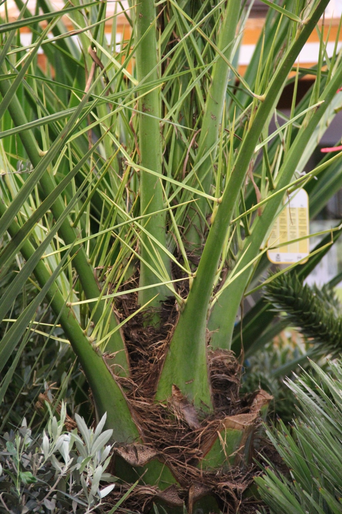 Datlovník kanárský 200cm-0