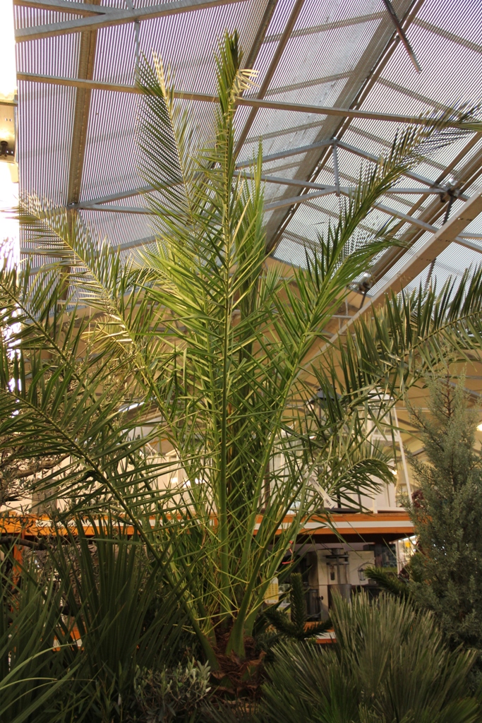 Datlovník kanárský 200cm-1