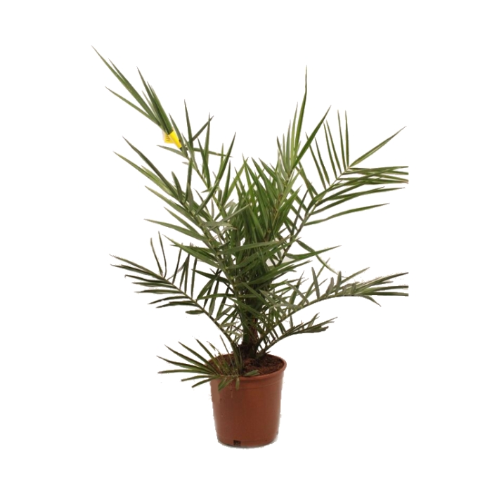 Nádobové květiny - Datlovník kanárský květináč 22cm