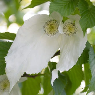 Listnaté stromky a stromy - Davidie listenová květináč 10 litrů, výška 80/100cm, větve od spodu, stromek
