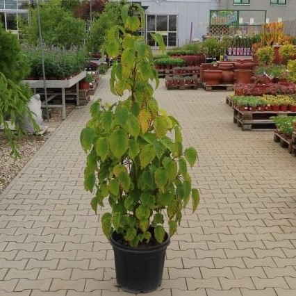 Davidie listenová květináč 30 litrů, výška 100/130cm, větve od spodu, strom-0