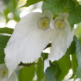Listnaté stromky a stromy - Davidie listenová květináč 40 litrů, výška 200/250cm, větve od spodu, strom