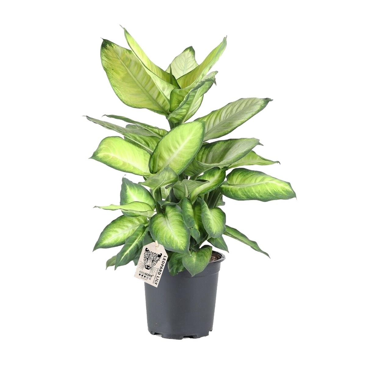 Okrasné pokojové rostliny - Defenbachie Summer Style květináč 17cm