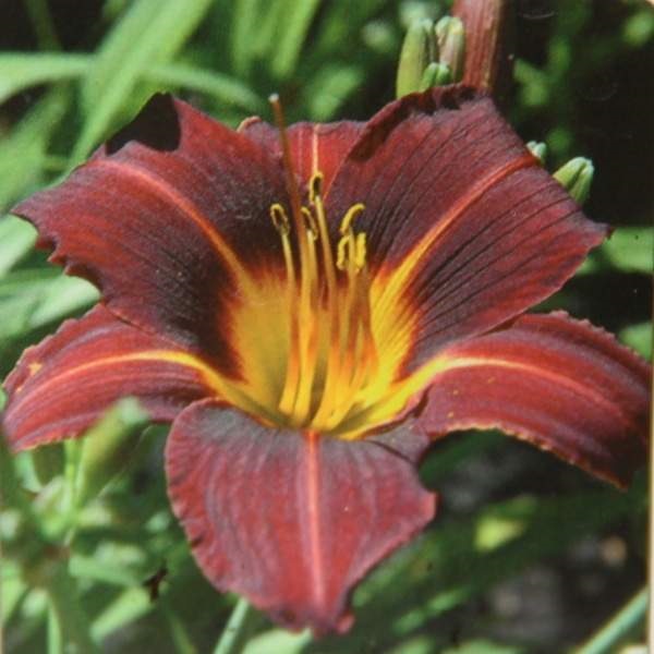 Trvalky - Denivka 'Black Prince' 13cm