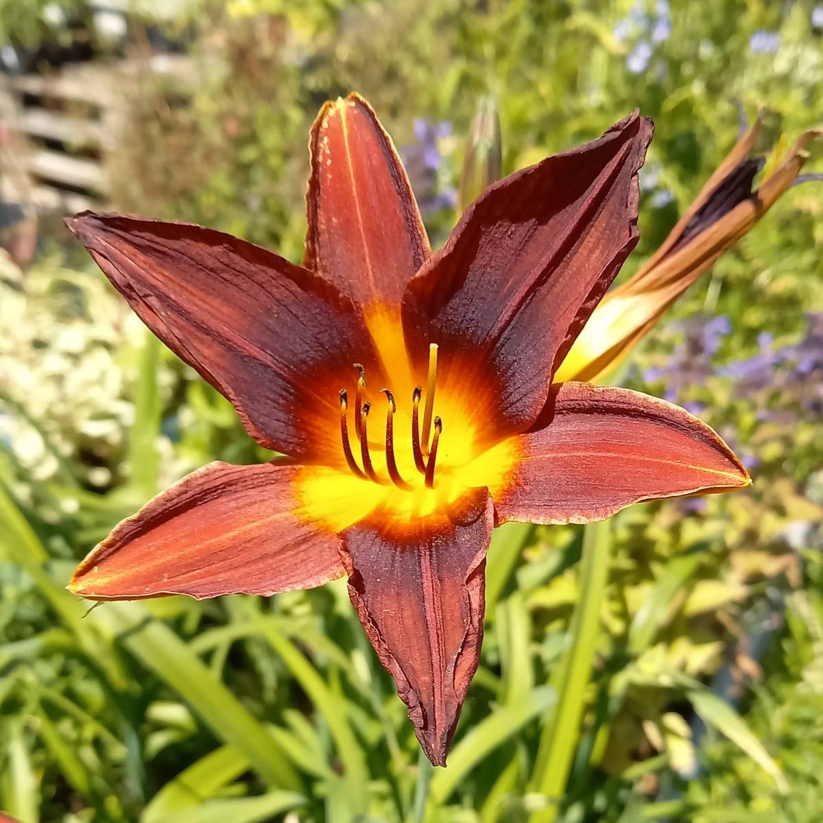 Na slunce - Denivka Black Prince květináč 11cm