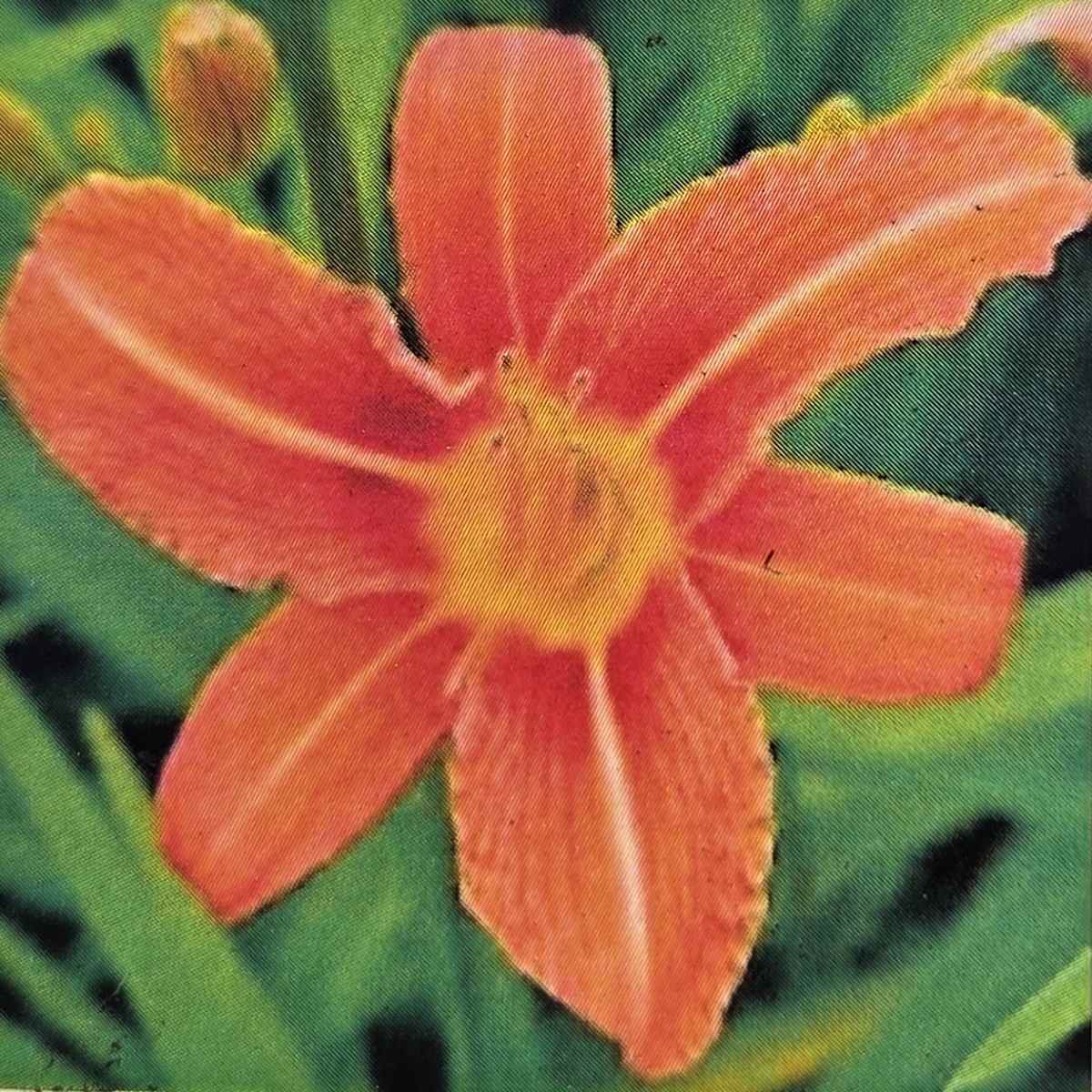 Na slunce - Denivka Prince of Orange květináč 1,4 litru