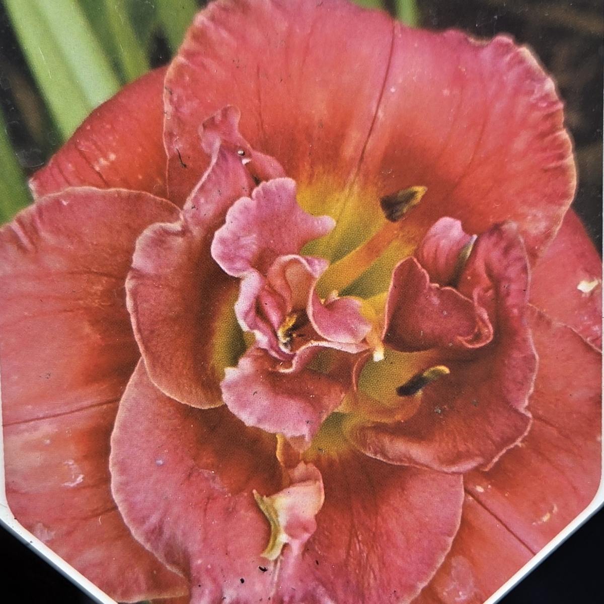 Na slunce - Denivka Rose Corsage květináč 11cm