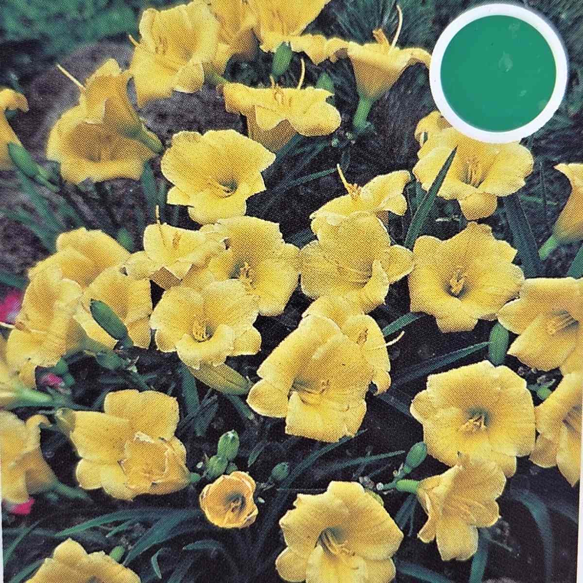 Na slunce - Denivka Stella de Oro květináč 1,4 litru