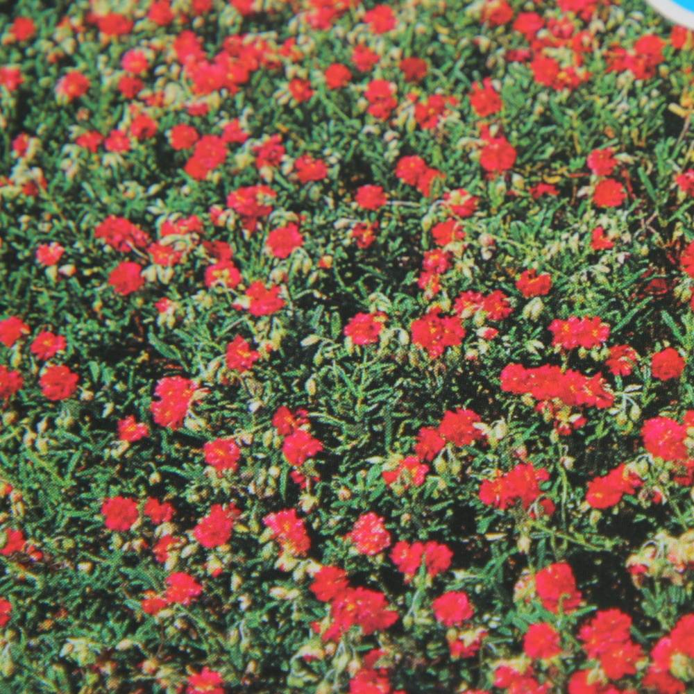 Skalničky - Devaterník Cerise Queen 9cm