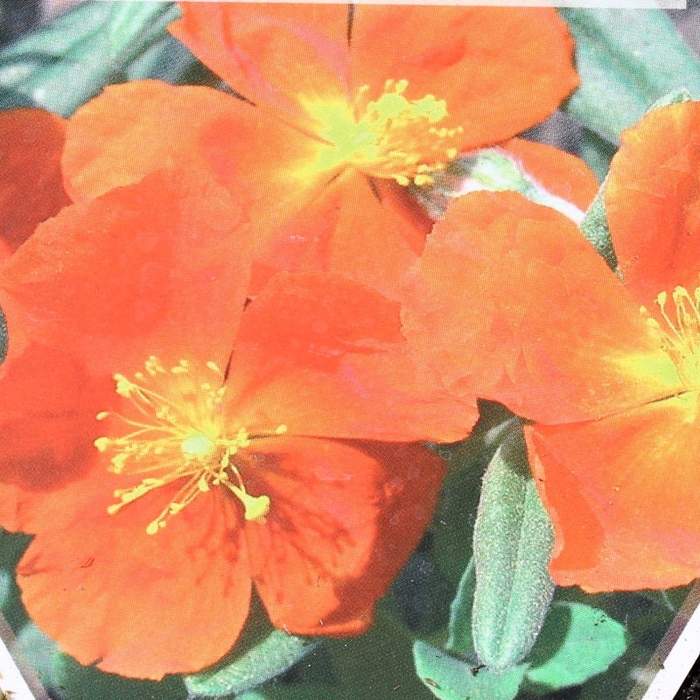 Skalničky - Devaterník 'Fire Dragon' květináč 9cm