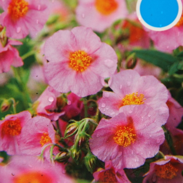 Skalničky - Devaterník 'Lawrenson´s Pink' 9cm