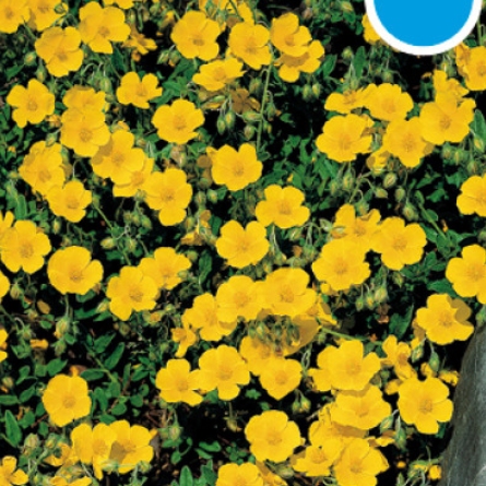 Skalničky - Devaterník 'Sterntaler' 9cm