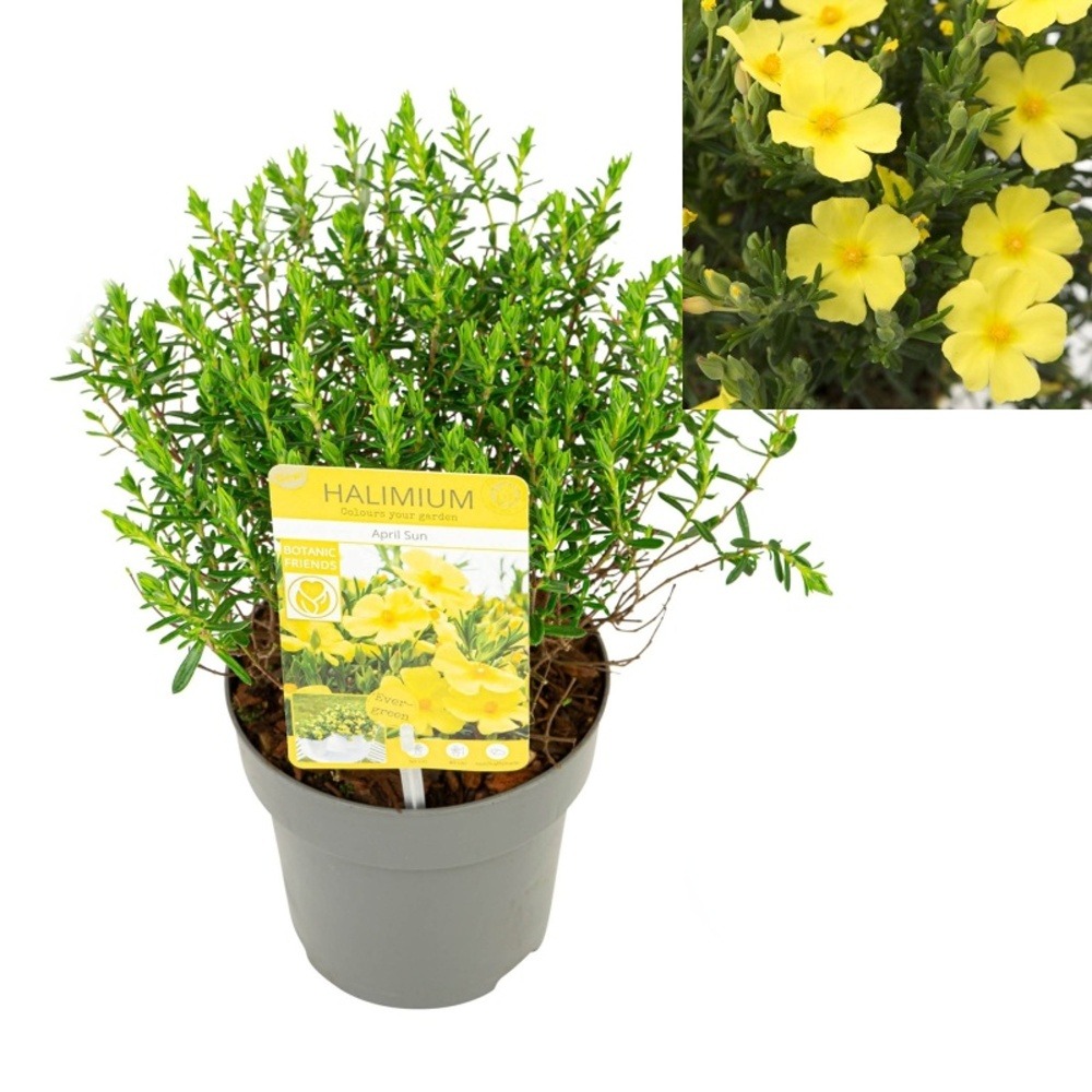 Keře okrasné květem - Devaterníkovec 'April Sun' květináč 2 litry