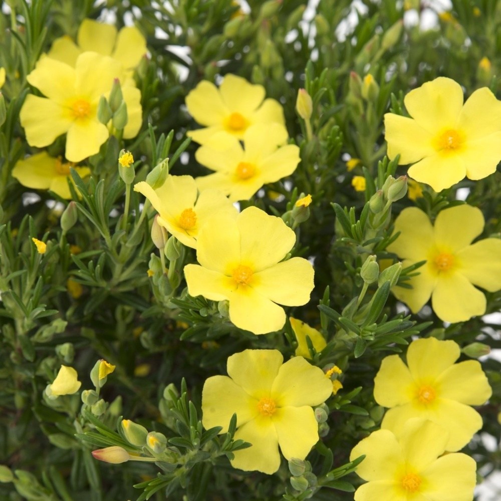 Devaterníkovec 'April Sun' květináč 2 litry-0