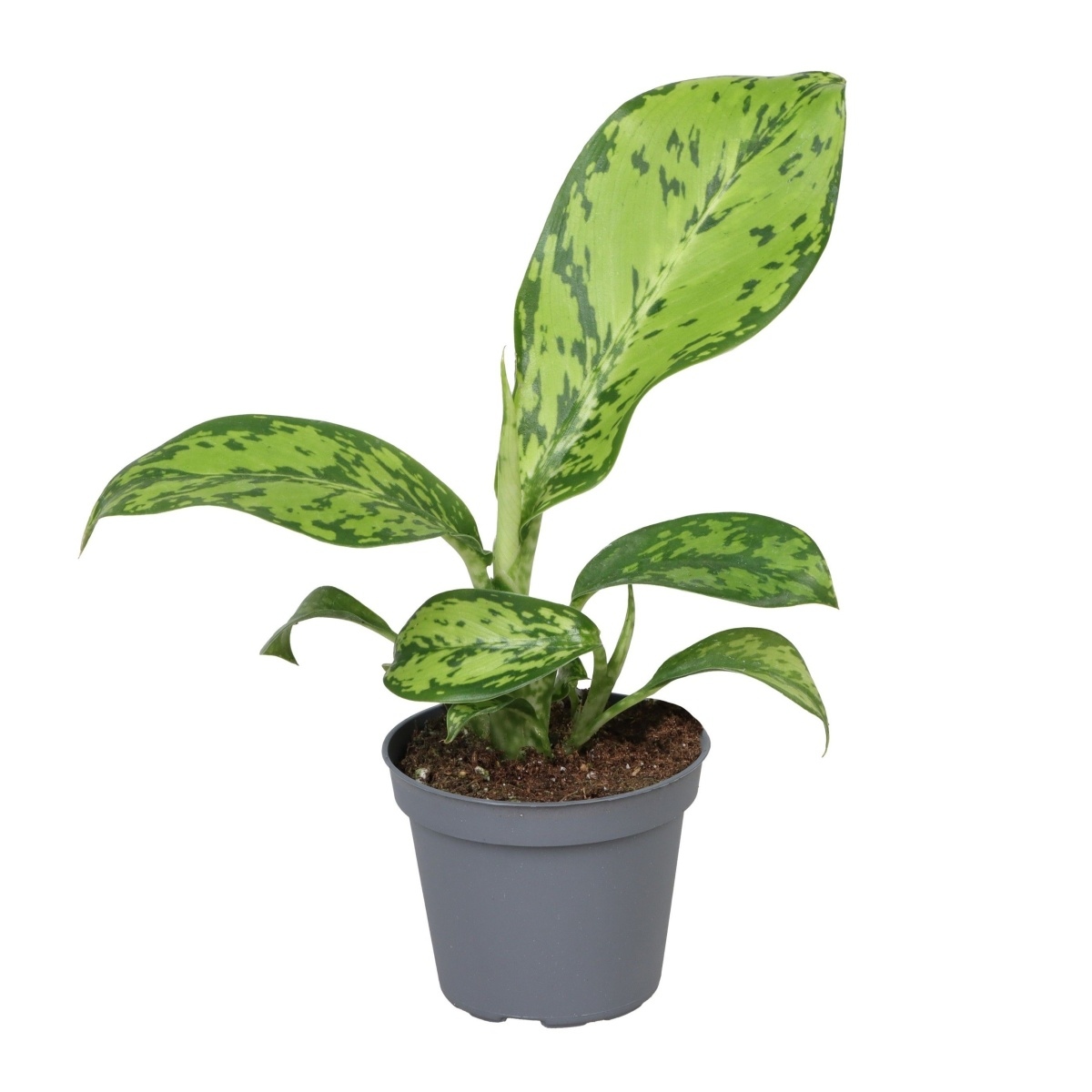 Okrasné pokojové rostliny - Difenbachie Crocodile květináč 6cm