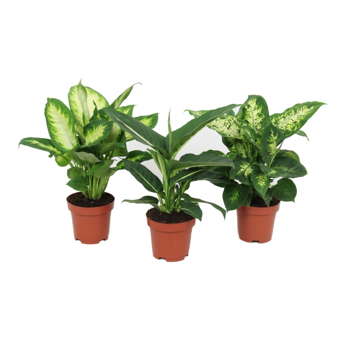 Okrasné pokojové rostliny - Difenbachie mix květináč 12cm