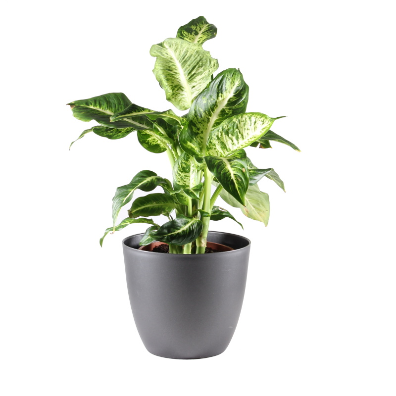Okrasné pokojové rostliny - Difenbachie mix květináč 17cm