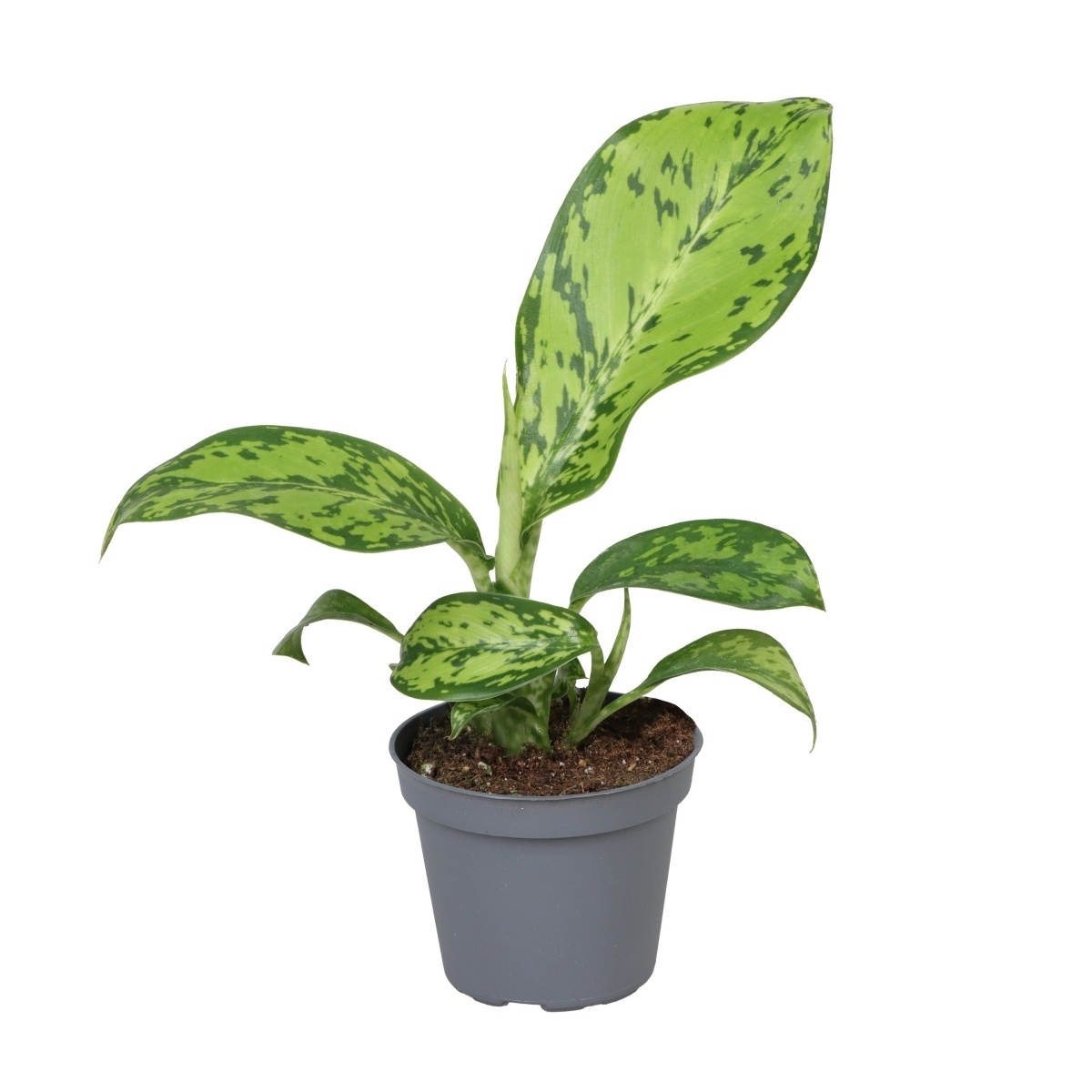 Okrasné pokojové rostliny - Difenbachie mix květináč 6cm