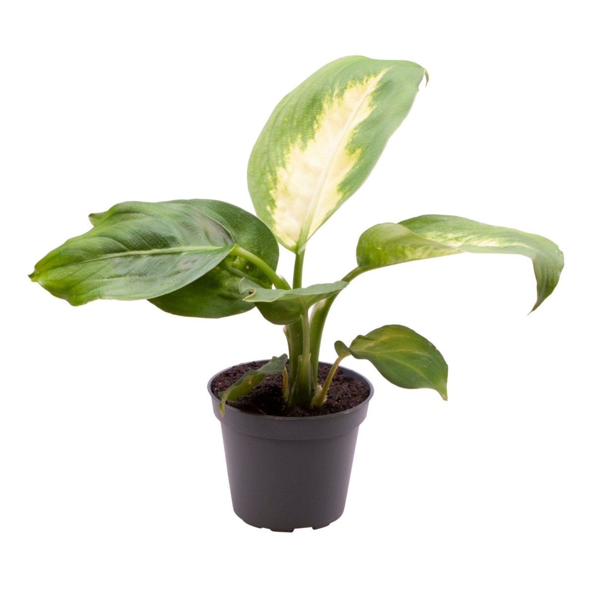 Okrasné pokojové rostliny - Difenbachie pestrá květináč 6cm