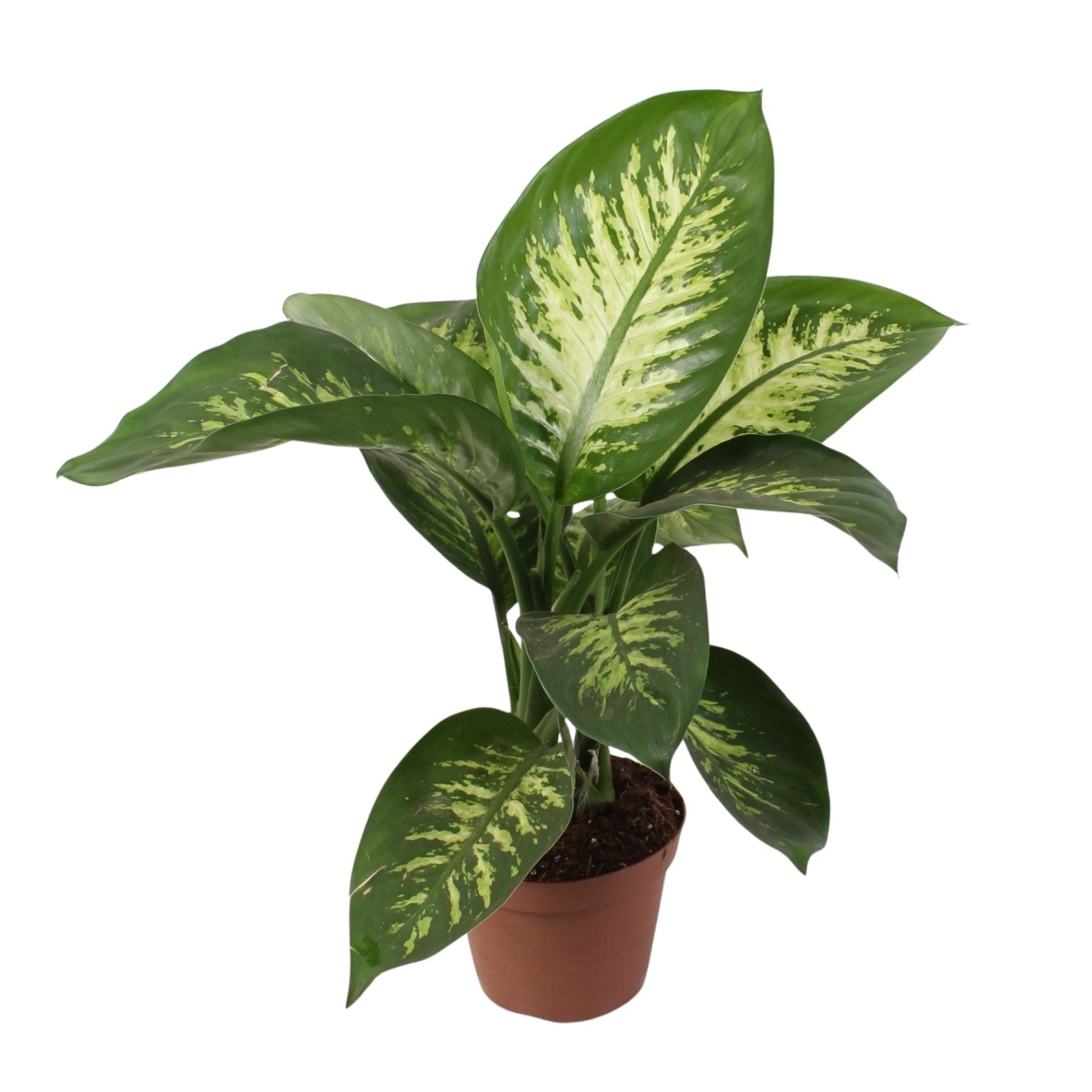 Okrasné pokojové rostliny - Difenbachie Tropic Snow květináč 21cm