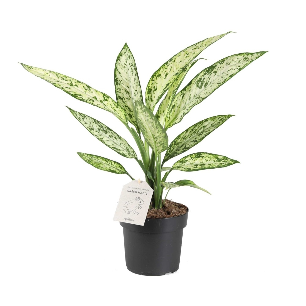 Okrasné pokojové rostliny - Difenbachie Vesuvius květináč 17cm