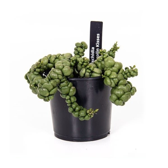 Kaktusy a sukulenty - Dischidie, vakovec 'Pangolin Kisses' květináč 9cm