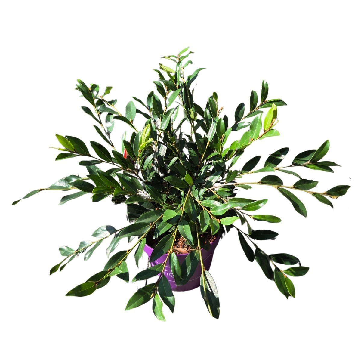 Stálezelené keře - Distylium Vintage Jade výška 25/30cm, květináč 4,5 litru