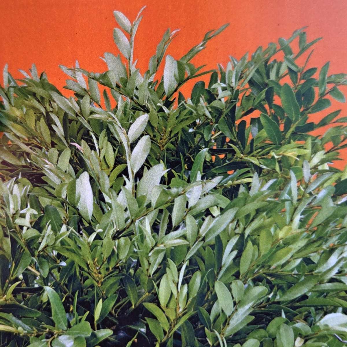 Distylium Vintage Jade výška 25/30cm, květináč 4,5 litru-0