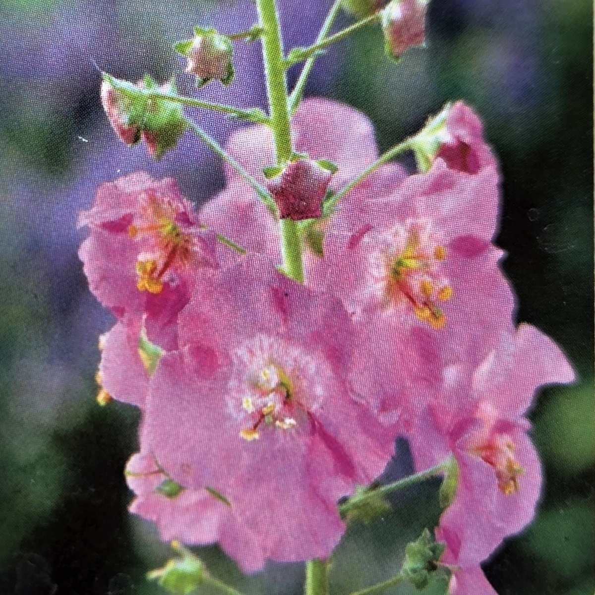 Na slunce - Divizna brunátná Rosetta květináč 9cm
