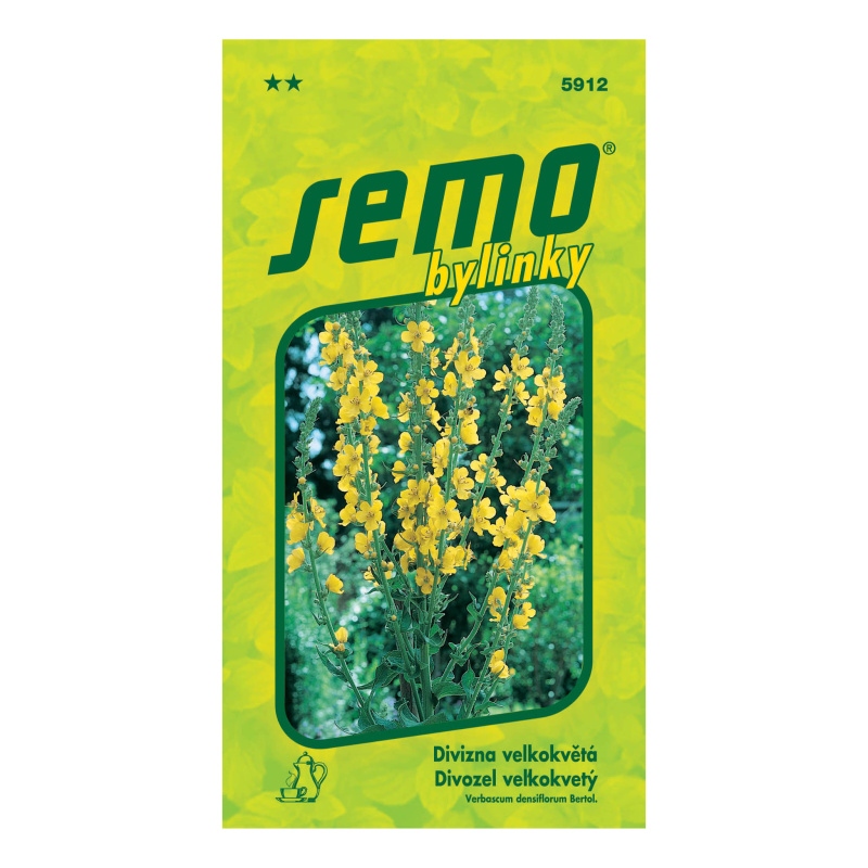 Divizna velkokvětá Zlata-0