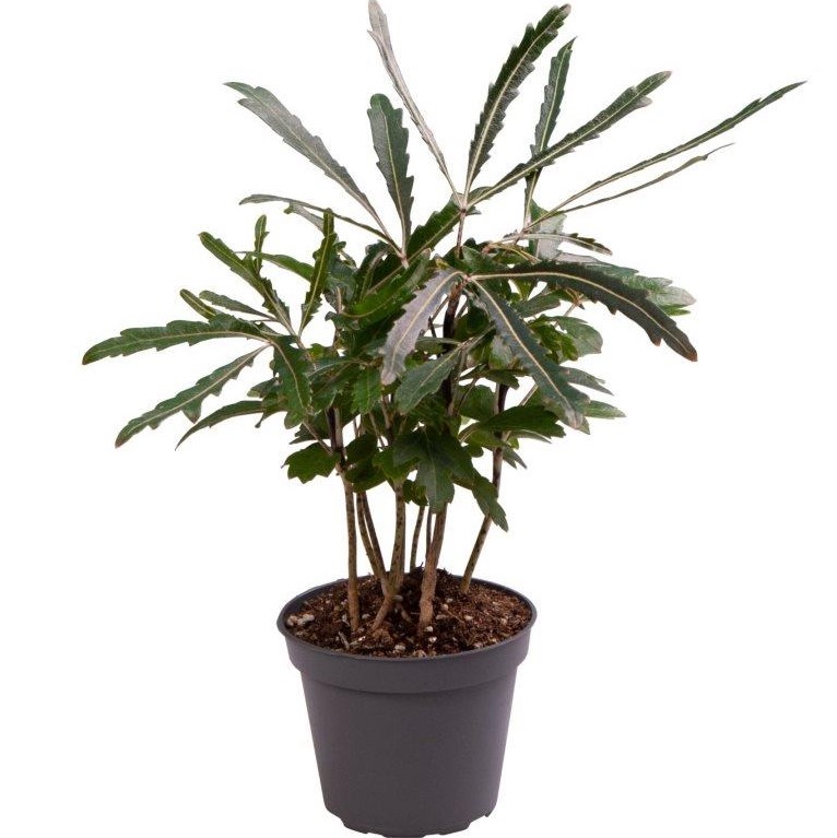 Okrasné pokojové rostliny - Dizygotéka květináč 6cm