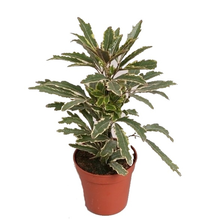 Okrasné pokojové rostliny - Dizygotéka MIX květináč 12cm