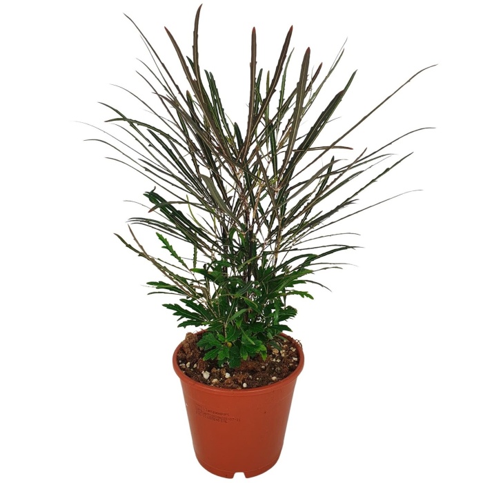 Dizygotéka MIX květináč 12cm-0